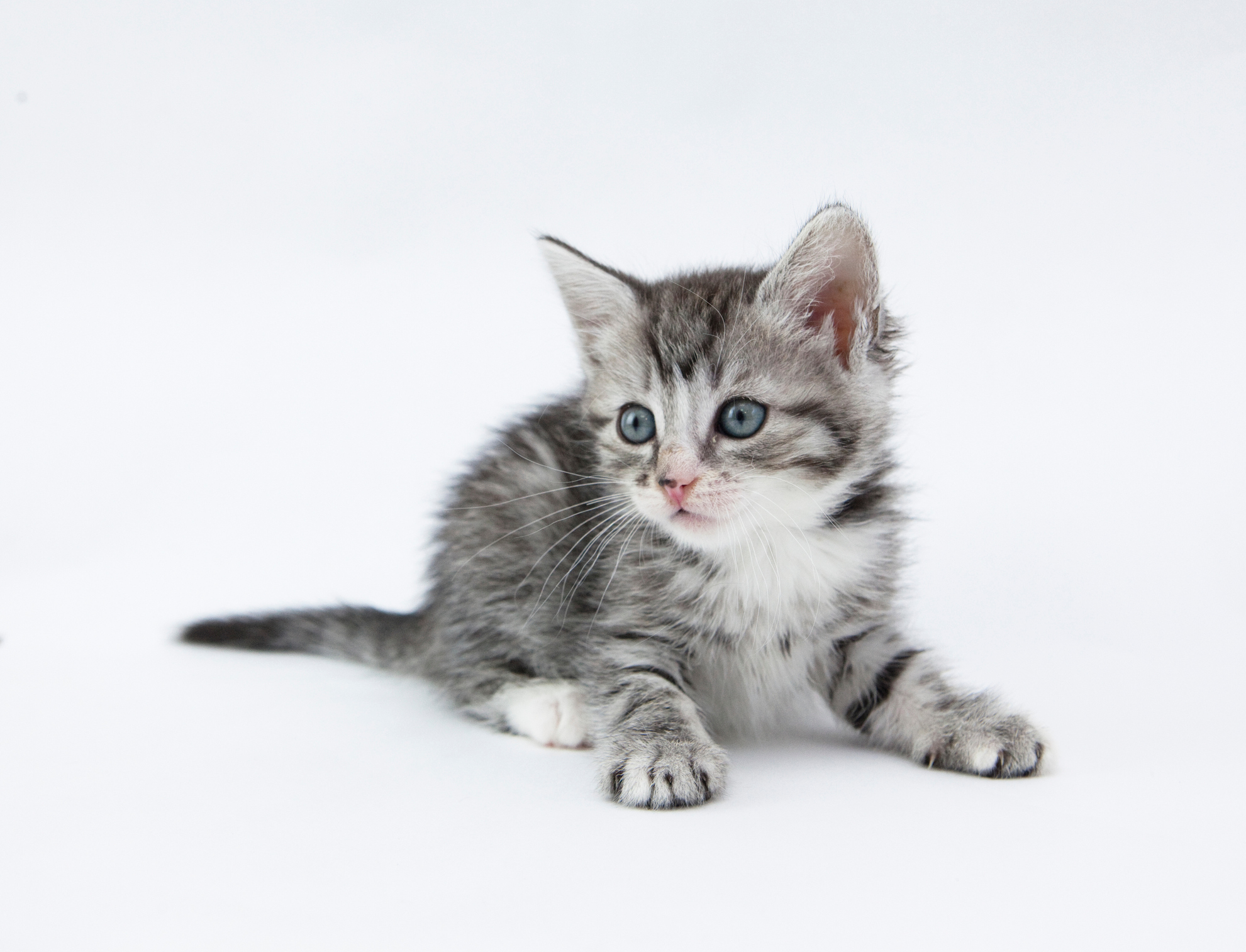 Kitten Against White Background Kitten Against White Background