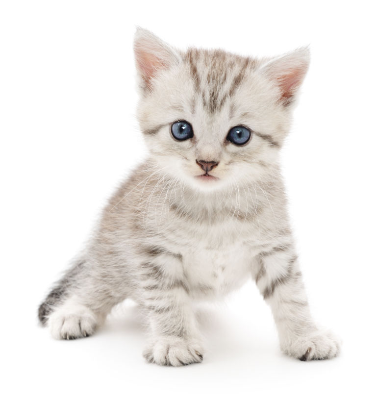 Kitten on a white background Small gray kitten on a white background